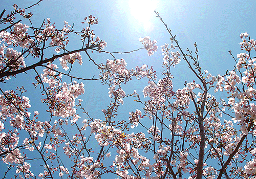 伊王島の桜