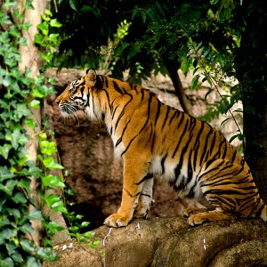 tiger