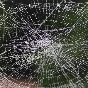 蜘蛛の巣の雫