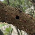 カミキリムシの幼虫により開けられた木の穴