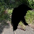 捕獲されたイノシシ